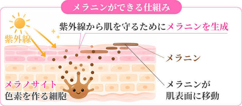 メラニンができる仕組み