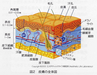 皮膚の機能と構造 1 皮脂膜 2 表皮のバリア機能 3 表皮のターンオーバー 4 メラノサイト